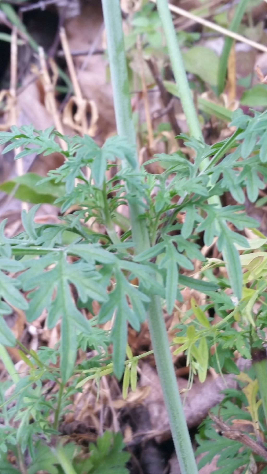Questa  scabiosa?